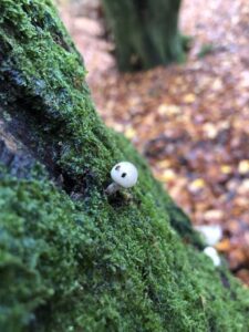 mushroom friend