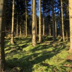 mossy woods